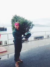 Load image into Gallery viewer, Real Christmas Trees (Fresh-Cut Noble Fir)