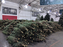 Load image into Gallery viewer, Real Christmas Trees (Fresh-Cut Noble Fir)